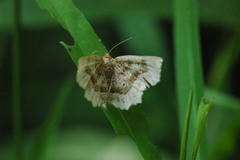Metarranthis indeclinata