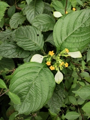 Mussaenda shikokiana