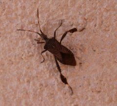 Leptoglossus concaviusculus