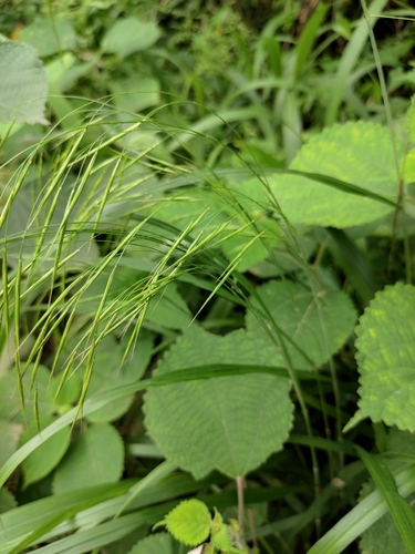 Bromus remotiflorus iNat (1)