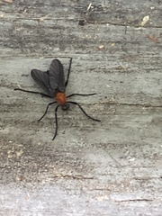Plecia americana