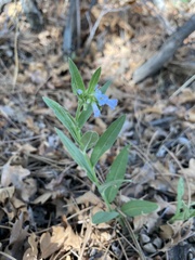 Mertensia lanceolata