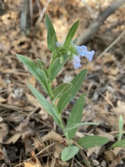 Mertensia lanceolata