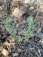 Mertensia lanceolata