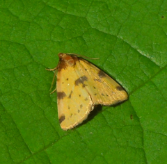 Azenia obtusa