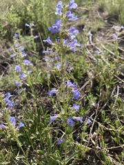 Penstemon virens