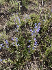 Penstemon virens