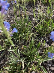 Penstemon virens