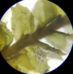 Plagiochila punctata