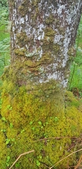 Plagiochila punctata