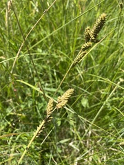Carex hartmanii