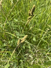 Carex hartmanii
