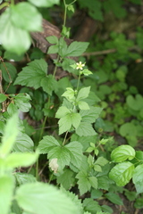 Geum × catlingii