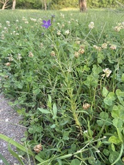 Triodanis leptocarpa