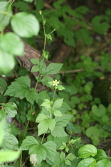 Geum × catlingii