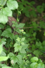 Geum × catlingii