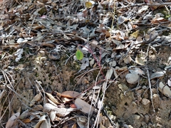 Calochortus pulchellus