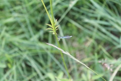 Coenagrion scitulum
