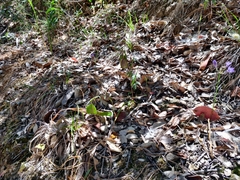 Calochortus pulchellus