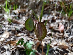 Calochortus pulchellus