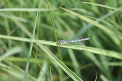 Coenagrion scitulum