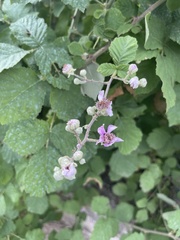 Rubus
