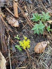 Tauschia nudicaulis