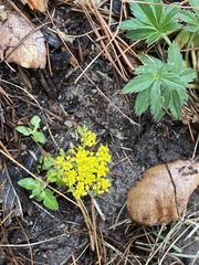 Tauschia nudicaulis