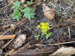 Tauschia nudicaulis