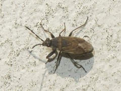 Peritrechus geniculatus