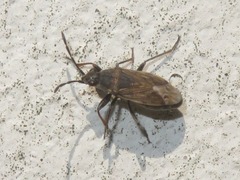 Peritrechus geniculatus