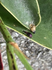 Pseudaplemonus limonii