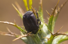 Protaetia morio
