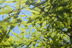 Gleichenella pectinata