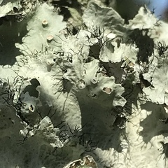 Parmotrema subrigidum