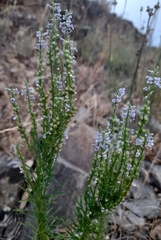 Anarrhinum