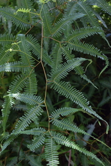 Gleichenella pectinata