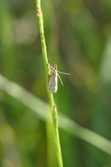 Chrysocrambus