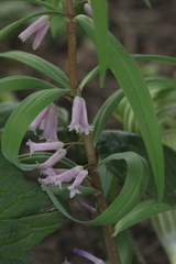 Polygonatum roseum