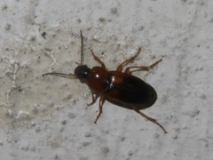 Stenolophus teutonus