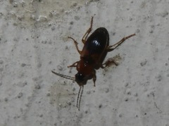 Stenolophus teutonus