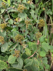Spiraea nervosa