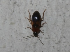 Stenolophus teutonus