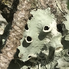 Parmotrema subrigidum