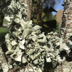 Parmotrema subrigidum