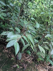 Ficus sarmentosa henryi