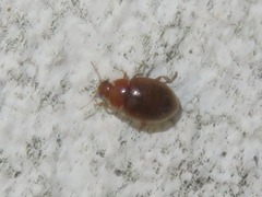 Rhyzobius litura