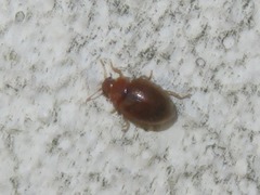 Rhyzobius litura