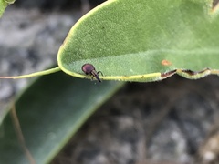 Pseudaplemonus limonii