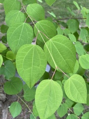 Cercidiphyllum